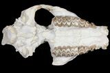 7.4" Oreodont (Merycoidodon) Partial Skull - Wyoming - #123184-1